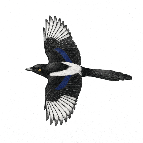 Magpie — bird in side profile